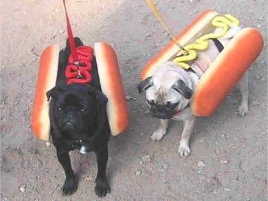 Weiner Dogs