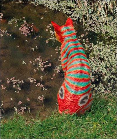 Fishy Cat